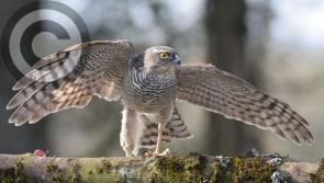 Biodiversity talks in Laois town that is a hub for nature