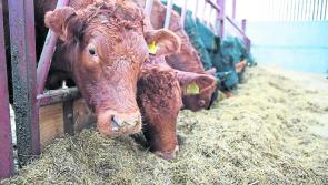 Beef Plan meeting in Carlow