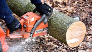 Laois councillors take a stand over gravely dangerous trees as heatwave risk is flagged