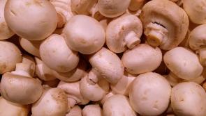 Outbreak of eleven Covid-19 cases at mushroom farm in Tipperary