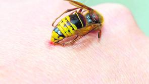 Rentokil warns of stinging danger posed by wasps during summer 