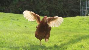 Hen party! Enforced lockdown is over for Laois poultry
