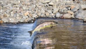 Laois residents asked to report heat stressed fish