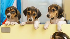Covid-19 dog ownership boom in Laois and other counties not shown in licence figures