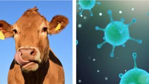Glanbia issue new guidelines so dairy production is not affected during Covid-19