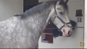 WATCH: Gardaí confirm name of lovely new horse in the Mounted Unit after public appeal