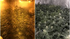 Another big haul of drugs in the midlands  at cannabis growhouse