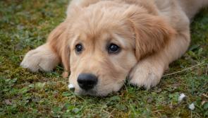 Garda warning following spike in dog thefts in Laois