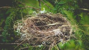 Warning from BirdWatch Ireland - Photographing nesting birds could lead to chicks being abandoned