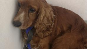 Look familiar? Garda&iacute; appeal for the public's help to reunite recovered stolen dog with owner