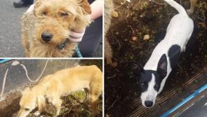 Laois Offaly Kildare Gardaí seize stolen dogs 