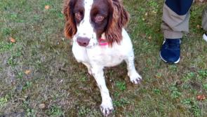 PHOTOS: Was your dog stolen? Ten dogs were recovered by Garda&iacute;