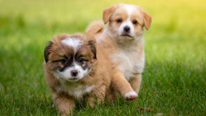Online marketplace DoneDeal suspends adverts for sale of dogs following surge in dog thefts 