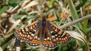 Enter your snaps in the Abbeyleix Bog calendar photo contest
