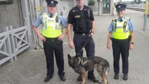 Garda dog used to police trains by Laois Offaly Kildare Division