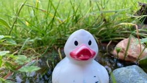 Quack Quack! It's nearly time to race ducks at Laois GAA club