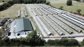 Plans to demolish massive former Laois Mink Farm