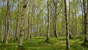 Thinking Forestry? - A positive step towards sustainability with a Teagasc Phone-In Clinic