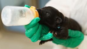 PHOTOS: Adorable two-week-old puppies found abandoned in a bucket on walker's car