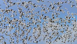Department introduces enhanced biosecurity measures to battle Avian Influenza 