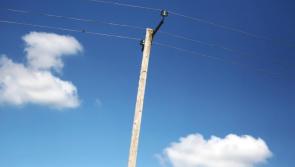 ESB must ‘cop on’ over Laois pole with 'nine lives' kills  but ESB say its not their pole