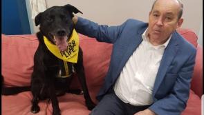 Dog charity's longest resident has his Christmas wish answered after waiting eight years to be adopted