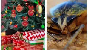 Christmas warning to Laois householders after surge in nasty bug callouts