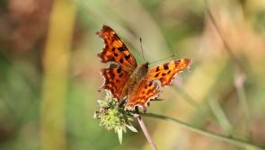 Abbeyleix Bog project wants your bog photos but you don't have much time to enter