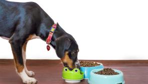 ALERT: Leading pet food brand issues product recall over fears that animals could become ill
