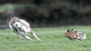 Government entitled to delist coursing as permitted activity during current Covid-19 restrictions  - court told