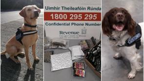 Detector dogs Bailey and Sam sniff out over €30,000 worth of drugs destined for five counties
