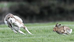 Court rules on bid to allow hare coursing during Covid-19 Level 5 lockdown
