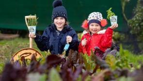 The Big Grow 2021: Registration for free food growing kits now open to Laois primary school teachers