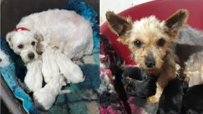 Illegal dog breeding establishment uncovered and shut down in Midlands