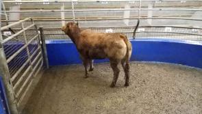 Roscrea Mart sample Cattle prices, February 5