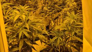 BREAKING Laois Garda uncover big cannabis grow house in semi-detached home