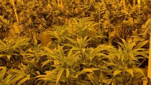 Man charged after Laois cannabis herb grow house garda bust