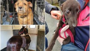PHOTOS: 17 animals seized due to welfare concerns in garda led investigation