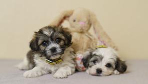 Laois dog owners warned - Paws off the chocolate this Easter!