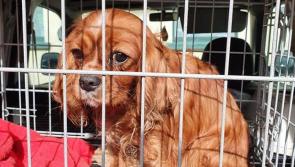 Gardaí searching for the owners of stolen dogs and puppies recovered during search