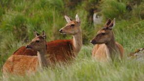  'Half-hearted' approach to tackling sika deer spread must end demand farmers after TB link report