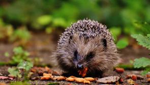 Laois volunteers needed for second nationwide hedgehog survey