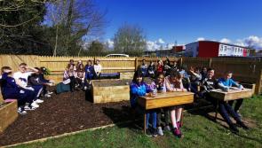 Laois school growing 32 types of vegetables in outdoor classroom