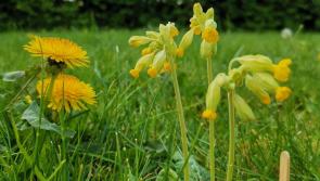 Make a switch in Laois for nature this National Biodiversity Week with ten ideas 