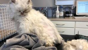 Anger in animal protection society as Laois pet left in a lifeless state has to be put to sleep