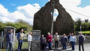 Boost for Laois conservation and pollination