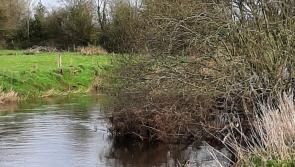 Action demanded to get flood causing trees out of the River Barrow  to protect Portarlington