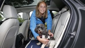 International Dogs Day: Top tips for taking a roadtrip with your dog