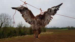 Man convicted for the possession of two dead Buzzards 