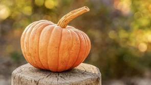 WATCH Famous Laois actor caught in the act on Irish pumpkin farm